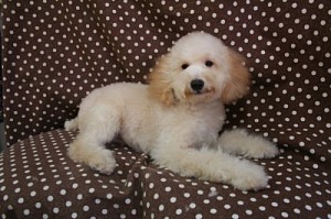 トイプードル　ブリーダー　子犬販売の専門店　AngelWan　横浜　室内犬　ペット通販