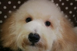 トイプードル　ブリーダー　子犬販売の専門店　AngelWan　東京　神奈川　千葉　埼玉
