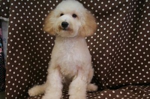 トイプードル　ブリーダー　子犬販売の専門店　AngelWan　横浜市　戸塚区　泉区