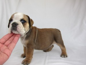 ブルドッグ　ブリーダー　子犬販売の専門店　AngelWan　神奈川　東京　千葉　埼玉