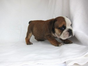 ブルドッグ　ブリーダー　子犬販売の専門店　AngelWan　全国発送可能　空輸　陸送