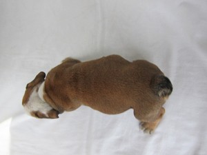 ブルドッグ　ブリーダー　子犬販売の専門店　AngelWan　横浜市　戸塚区　泉区　瀬谷区