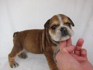 ブルドッグ　ブリーダー　子犬販売の専門店　AngelWan　横浜市　戸塚区　泉区　港南区