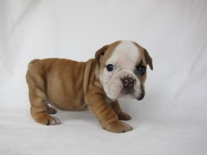 ブルドッグ ブリーダー 子犬販売 ブルドッグ ブリーダー 子犬販売の専門店 AngelWan 全国対応 クレジットカードOK