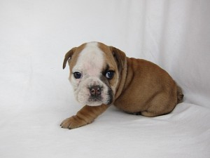 ブルドッグ ペットショップ 横浜市 ブルドッグ ブリーダー 子犬販売の専門店 AngelWan 東京都内 世田谷 品川 新宿