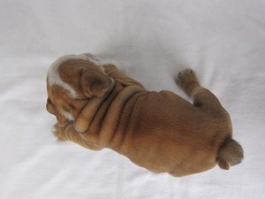 ブルドッグ ぶさかわ 室内犬 ブルドッグ ブリーダー 子犬販売の専門店 AngelWan BUHI つぶれ顔 どっしり