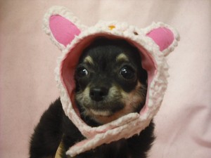 チワワ　ロングコート　ブリーダー　子犬販売の専門店　AngelWan　横浜　東京　千葉