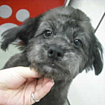 MIX犬　ブリーダー　子犬販売の専門店　AngelWan　横浜