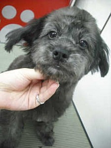 MIX犬　ブリーダー　子犬販売の専門店　AngelWan　横浜市　戸塚区　泉区　中区　西区