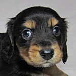 ミニチュアダックスフンド　ブリーダー　子犬販売の専門店　AngelWan　横浜