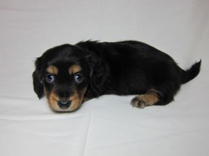 ミニチュアダックスフンド　ブリーダー　子犬販売の専門店　AngelWan　全国発送可能