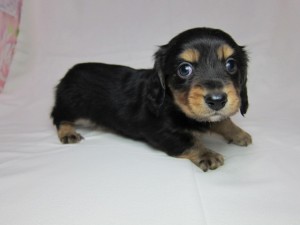 ミニチュアダックスフンド　ブリーダー　子犬販売の専門店　AngelWan　横浜市　戸塚区