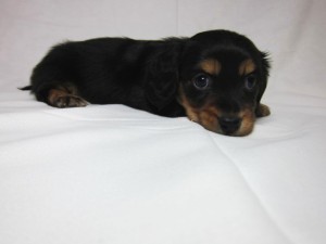 ミニチュアダックスフンド　ブリーダー　子犬販売の専門店　AngelWan　横浜市　泉区