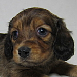 ミニチュアダックスフンド　ブリーダー　子犬販売の専門店　AngelWan　横浜