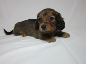 ミニチュアダックスフンド　ブリーダー　子犬販売の専門店　AngelWan　神奈川県横浜市