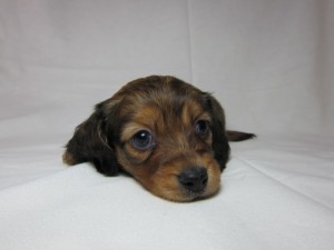 ミニチュアダックスフンド　ブリーダー　子犬販売の専門店　AngelWan　東京　神奈川