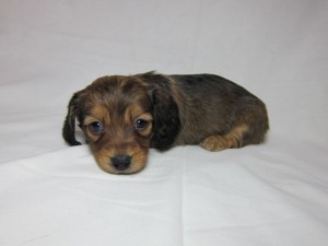 ミニチュアダックスフンド　ブリーダー　子犬販売の専門店　AngelWan　神奈川　千葉