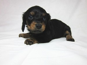 ミニチュアダックスフンド　ブリーダー　子犬販売の専門店　AngelWan　神奈川　埼玉