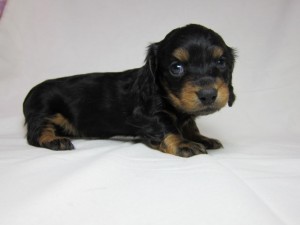 ミニチュアダックスフンド　ブリーダー　子犬販売の専門店　AngelWan　横浜　ドイツ