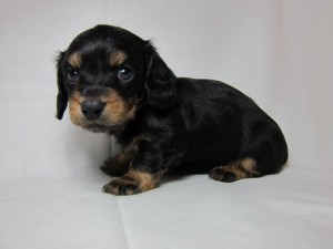 ミニチュアダックスフンド　ブリーダー　子犬販売の専門店　AngelWan　横浜