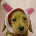 ミニチュアダックスフンドの子犬 ゴールド ミニチュアダックスフンド ブリーダー 子犬販売の専門店 AngelWan 横浜