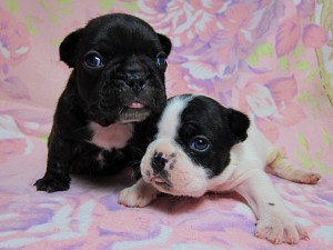 フレンチブルドッグ ブリーダー こいぬ フレンチブルドッグ ブリーダー 子犬販売の専門店 AngelWan 横浜 全国発送可能