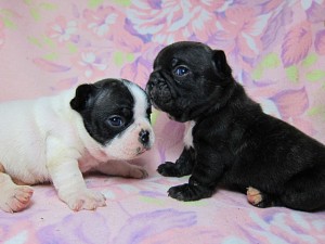 フレンチブルドッグ BUHI 仔犬 ブリーダー フレンチブルドッグ ブリーダー 子犬販売の専門店 AngelWan 横浜市 ペットショップ