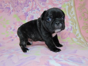 フレンチブルドッグ　ブリーダー　子犬販売の専門店　AngelWan　東京　神奈川　千葉