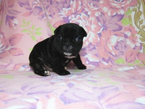 フレンチブルドッグ　ブリーダー　子犬販売の専門店　AngelWan　横浜