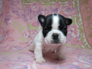 フレンチブルドッグ ブリーダー 子犬販売 フレンチブルドッグ ブリーダー 子犬販売の専門店 AngelWan 東京 神奈川 千葉