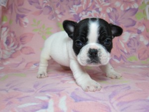フレンチブルドッグ パイド ♀ ブリーダー フレンチブルドッグ ブリーダー 子犬販売の専門店 AngelWan 横浜市戸塚区 泉区