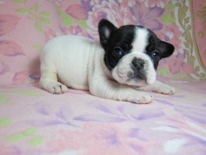 フレンチブルドッグ ブサカワ 鼻ぺちゃ フレンチブルドッグ ブリーダー 子犬販売の専門店 AngelWan 立ち耳 パイド