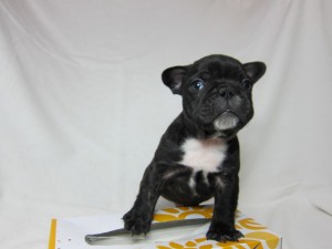 フレンチブルドッグ　ブリーダー　子犬販売の専門店　AngelWan　横浜　東京　千葉　埼玉