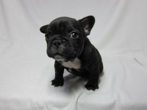 フレンチブルドッグ　ブリーダー　子犬販売の専門店　AngelWan　オス　ブリンドル