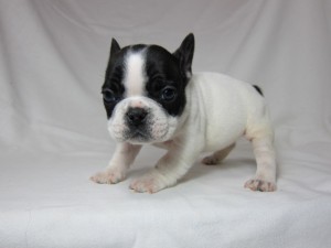 フレンチブルドッグ ブリーダー 子犬販売 フレンチブルドッグ ブリーダー 子犬販売の専門店 AngelWan 横浜