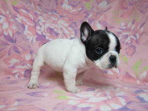 フレンチブルドッグ 子犬 最新画像 フレンチブルドッグ ブリーダー 子犬販売の専門店 AngelWan 横浜 全国発送可能