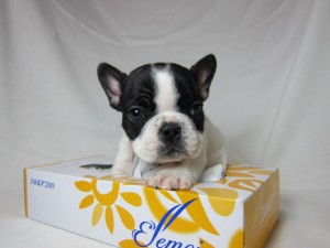 フレンチブルドッグ ペットショップ 横浜 フレンチブルドッグ ブリーダー 子犬販売の専門店 AngelWan 横浜市 戸塚区 泉区