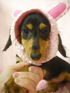 カニンヘンダックスフンド　ブリーダー　子犬販売の専門店　AngelWan　神奈川県