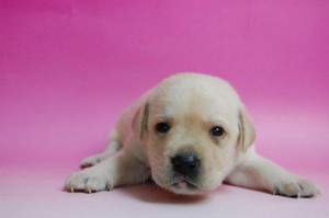 ラブラドールリトリバー　ブリーダー　子犬販売の専門店　AngelWan　ペットショップ