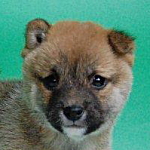 豆柴犬の子犬 豆柴犬 ブリーダー 子犬販売の専門店 AngelWan 横浜