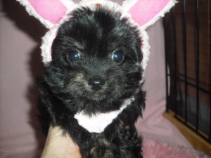 MIX　ブリーダー　子犬販売の専門店　AngelWan　横浜　相模原　町田　八王子　目黒