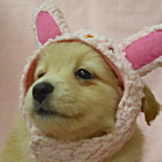 ミックス犬　ブリーダー　子犬販売の専門店　AngelWan　横浜