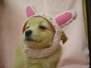 ミックス犬　ブリーダー　子犬販売の専門店　AngelWan　全国発送可能　小型犬