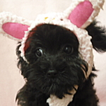 ミックス犬　ブリーダー　子犬販売の専門店　AngelWan　横浜