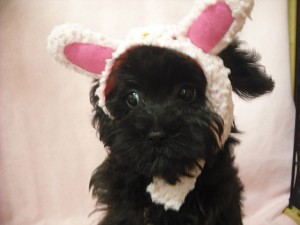 ミックス犬　ブリーダー　子犬販売の専門店　AngelWan　横浜市　戸塚区　泉区　港南区