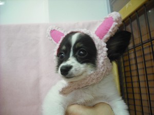 パピヨン　ブリーダー　子犬販売の専門店　AngelWan　東京都　千葉県　神奈川県