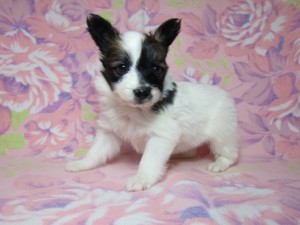 パピヨン　ブリーダー　子犬販売の専門店　AngelWan　横浜市　戸塚区　港北区　都筑区