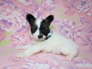 パピヨン　ブリーダー　子犬販売の専門店　AngelWan　室内犬　川崎市　町田市　相模原