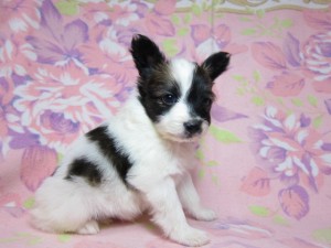 パピヨン　ブリーダー　子犬販売の専門店　AngelWan　横浜　エレガント　都内　新宿