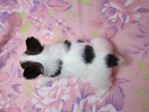 パピヨン　ブリーダー　子犬販売の専門店　AngelWan　湘南　品川　渋谷　世田谷　調布